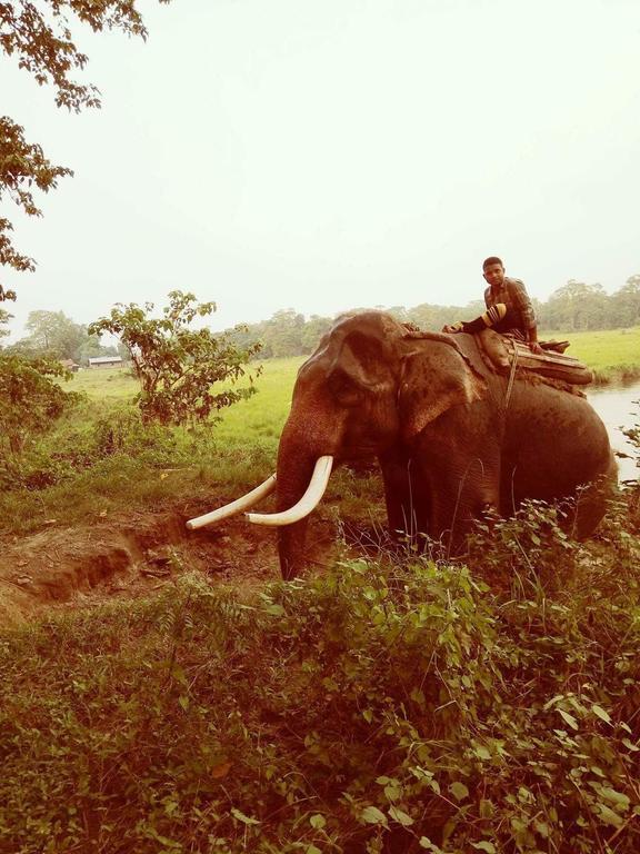 Unique Wild Resort Sauraha Eksteriør billede